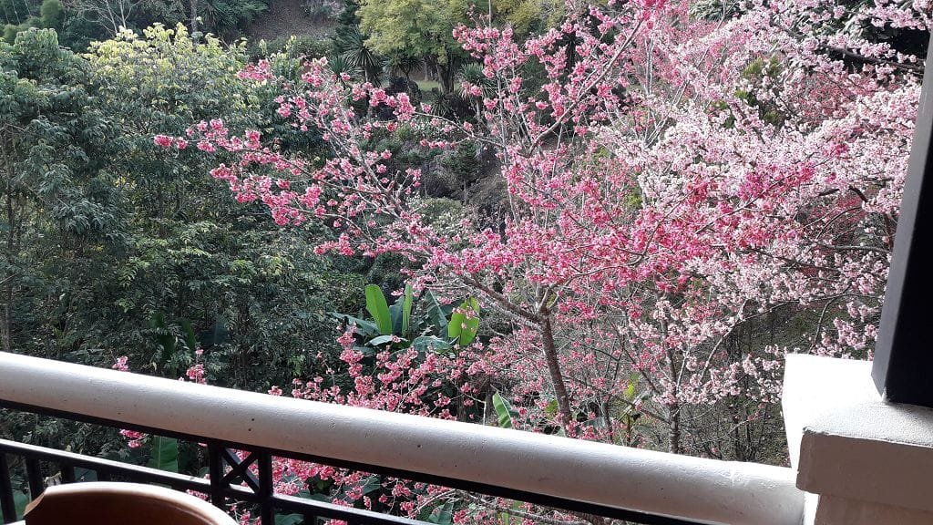 Doi Angkhang (2)
