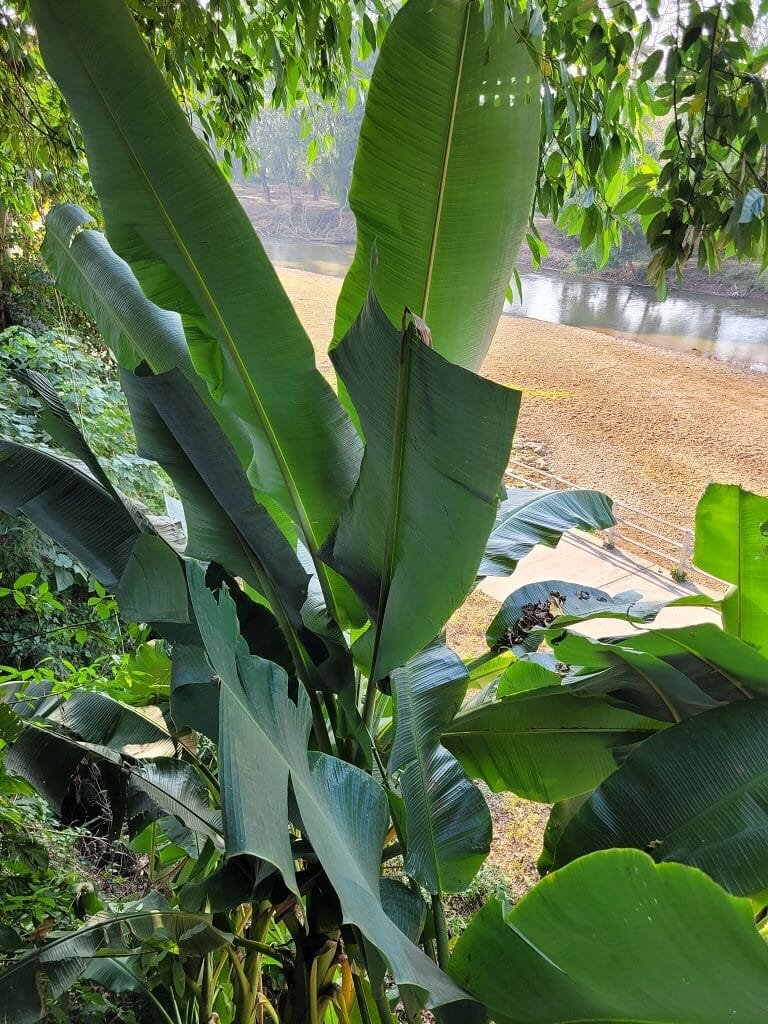 Mae Sariang